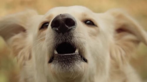 Close-Up of Angry Golden Dog Barking in Slow Motion.