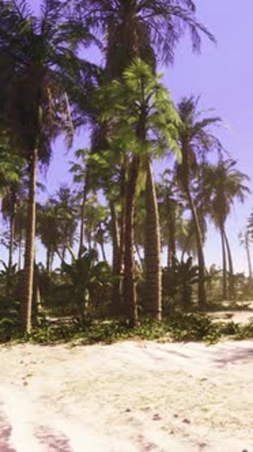 A Tropical Paradise Beach with Palm Trees and Crystal Clear Ocean Waters