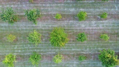 Agricultural Garden with Fruit Trees Among Fields and Meadows in the Countryside