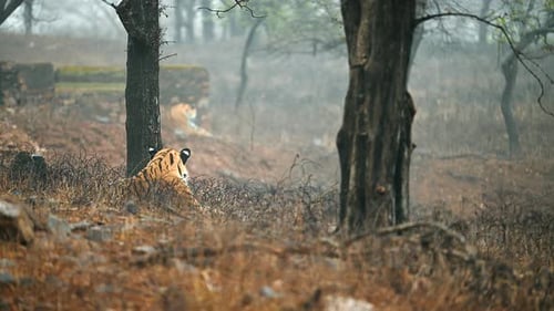 Bengalischer Tiger ruht sich im nordindischen Wald aus, Nahaufnahme