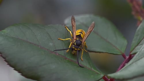 Queen Bee on Leaf 2K