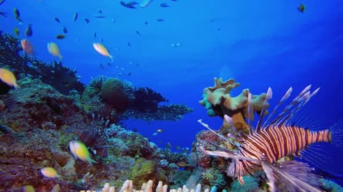 Lionfish and Corals
