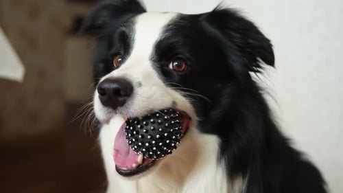 Pet Activity