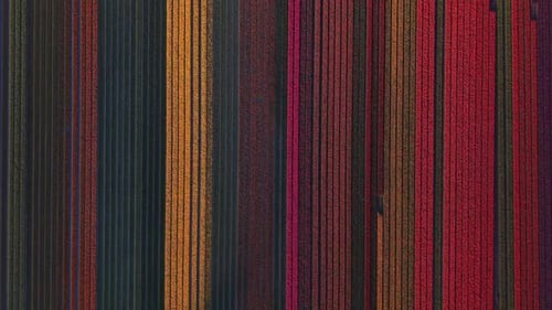 Vue aérienne de champs de tulipes colorés en rangées, Pays-Bas.