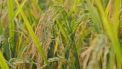 Good Quality Rice paddy