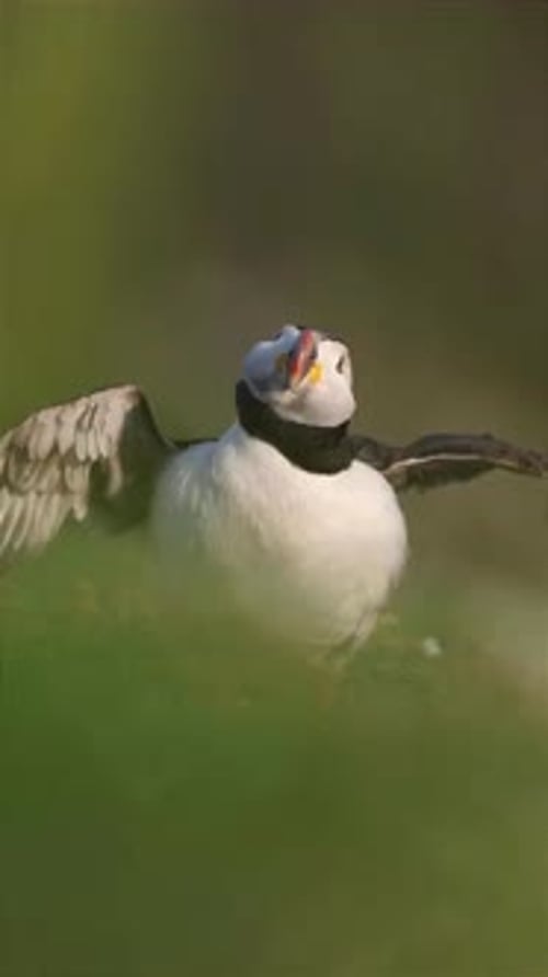close up of a puffin shaking its head and flapping its wings