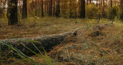 Fallen Old Pine Tree Wood in Autumn Forest Sunlight Sunrays Sunbeams Shine Through Trees In Autumn