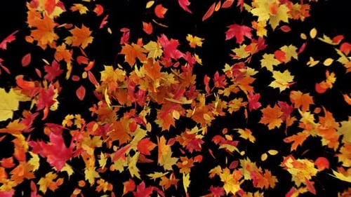 Maple Leaves Explosion 4K