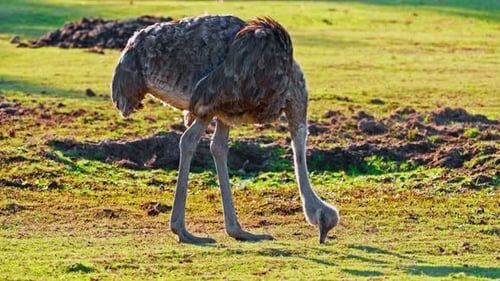 A Ostrich Grazing in the Vast Grasslands Savanna Collecting Food for Myself