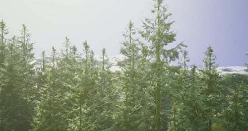 Lush Green Evergreen Forest with Snow Capped Mountains in Clear Sky