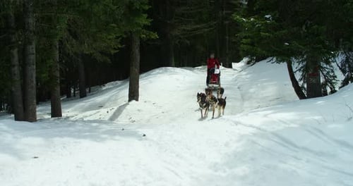 Dog Sled Team Pulling Sled Through Snowy Winter Forest