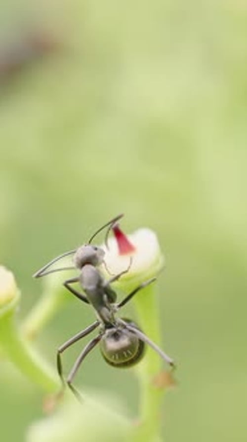 Vertikales Video. Macro Focus auf kletternde schwarze Ameisen, kleine Knospe mit roter Mitte in Naturgrün