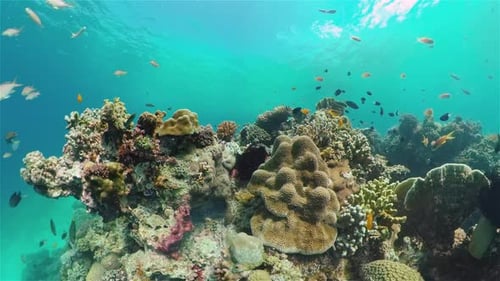 Coral Reef and Tropical Fish Philippines