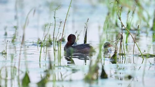 Little grebe cleaning feather with Young Bird