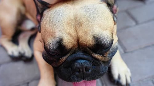 Bulldog Enjoying Being Pet on Brick Patio