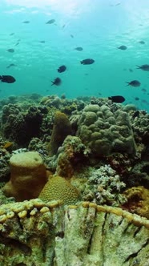 Vibrant Coral Reef with Schools of Fish Swimming