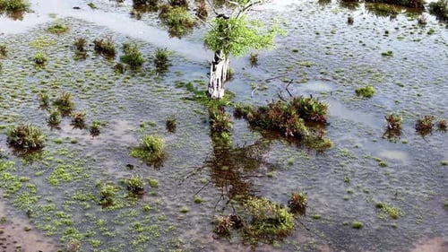 Drone view highlights wetland reflections with trees