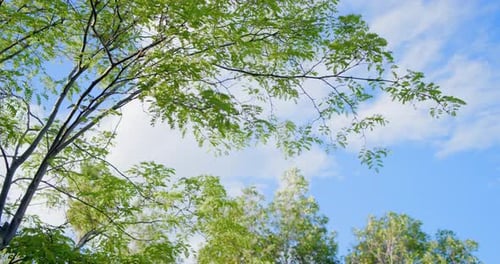 Upward tree canopy, leaves shifting in breeze, clouds drifting, brown speck passing for education