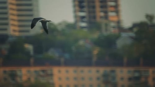 Seagulls Fly Against The Background Of Ships And Pier.