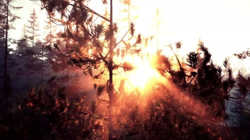 Sunset Rays Through Pine Branches