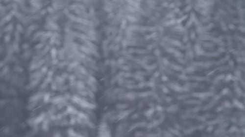 Schnee, der in einem verschwommenen Winterwald fällt. Schneeflocken fallen sanft in einen kalten, verschwommenen Pinienwald