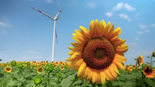 Electric power generating wind turbines working on a sunflower field at sunny windy day