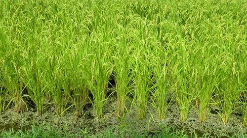 Rich rice field, beautiful green grass, farmer will has harvest day