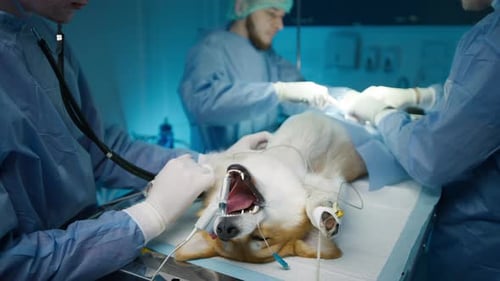 Veterinarians Perform Surgery on Small Dog in Hospital