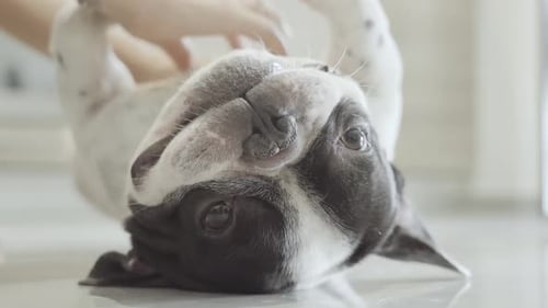 Muzzle of the Dog Being Cuddled