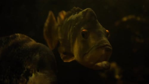 Panoramavideo eines exotischen Fisches, der in einem Aquarium schwimmt