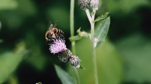 honey bee collecting honey from flowers