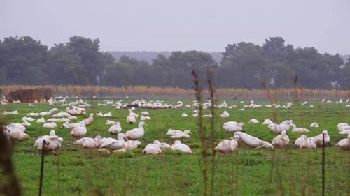 Panning shot of white ducks cleaning and preening on free range farm on an overcast day.