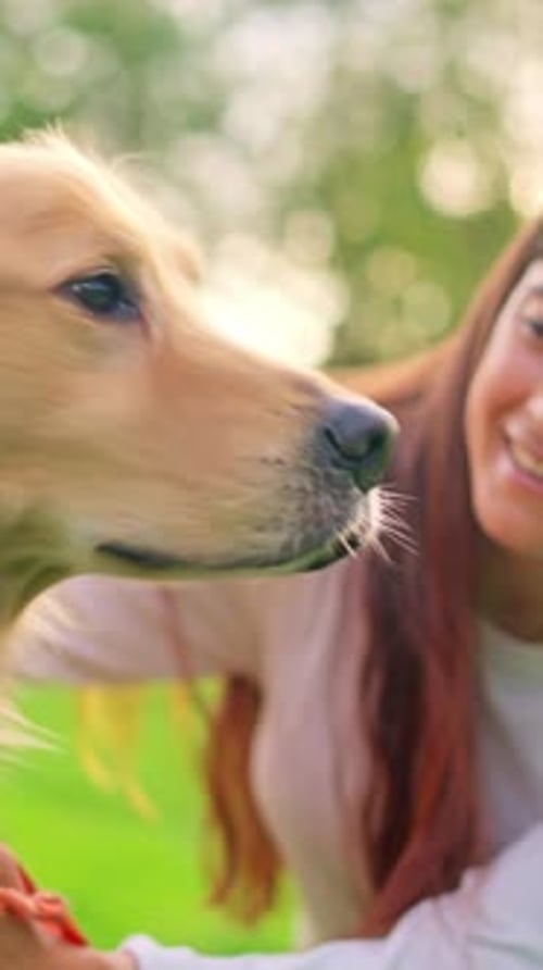 Woman Petting Golden Retriever Dog Outside in Park