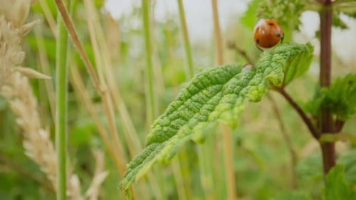 Vibrant Red Ladybug Resting on Lush Green Leaves in Nature