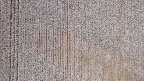 Imágenes de 60 fps de un vasto campo de algodón