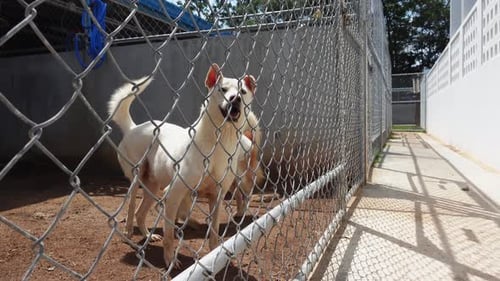 Two Cute Dogs Standing Behind Metal Fence and Looking Through It in the Shelter for Animals