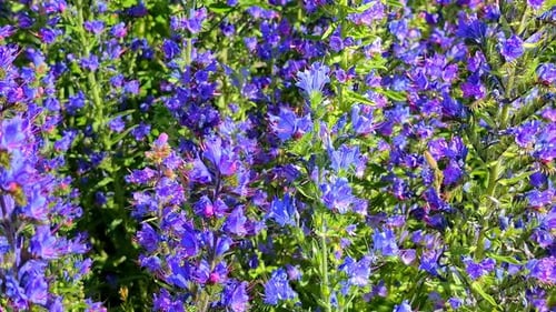 Close-up of bright purple wildflowers blooming under the sunlight with lush green foliage in the bac