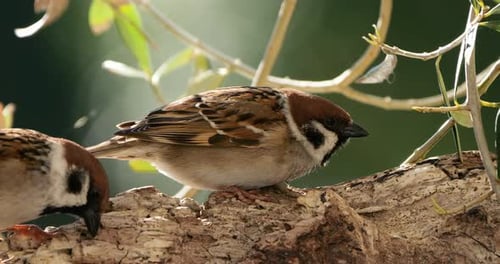 Two Birds Perched on a Branch in Nature