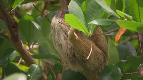 Entzückendes pelziges Faultier mit zwei Zehen, das an einem Ast im tropischen Wald hängt, Costa Rica