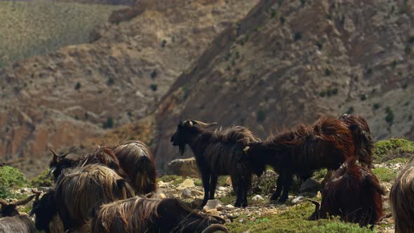 Grazing Goats In The Scenic And Remote Mountains Of Nepal, Nature Stock ...