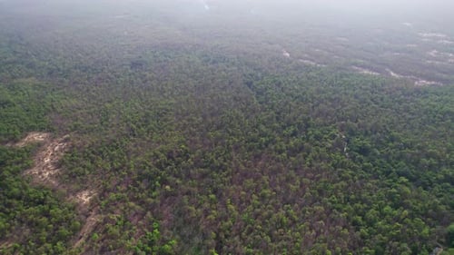 dense forest