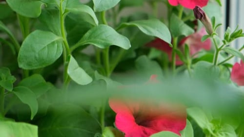 Close Up of a Red Petunia Plant