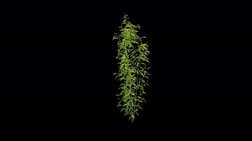 Bamboo Plant Swaying In Wind Close Up Isolated On Transparent Background Alpha Channel 4K