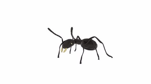 Ant 3d animal object rotating loop