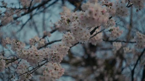 Sakura blossoms blooming in Japan during spring season