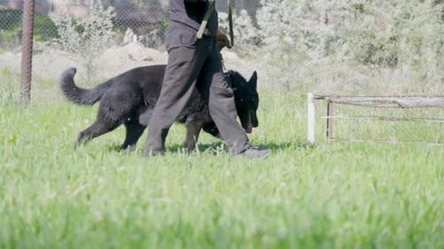 Police dog handler conducting training to a Black German Shepherd dog