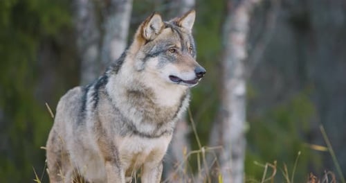 Large Male Grey Wolf Standing in the Forest