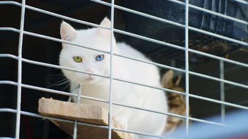 White cat with different color eyes inside cage. Turkish angora