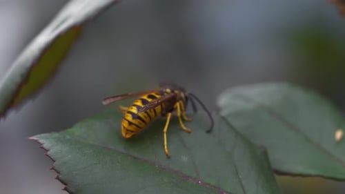 Queen Bee on Leaf 4K