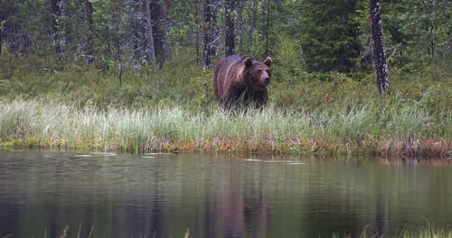 An adult brown bear runs for the forest looking for food